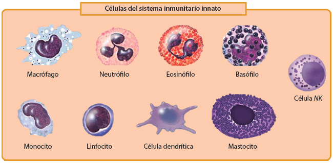 Inmunidad De Mucosas Pdf Download