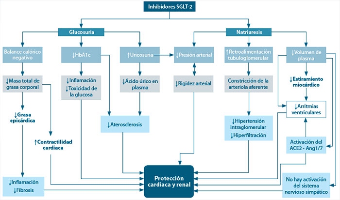 Figura 1. Mecanismos fisiológicos implicados en la protección cardiovascular y renal con la inhibición de SGLT-2