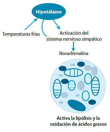 Figura 1. Activación de los adipocitos pardos por el frío. El frío activa el hipotálamo, el cual a su vez activa el sistema nervioso simpático, con la liberación de noradrenalina, la cual se une a receptores beta adrenérgicos en los adipocitos pardos. Como resultado se presenta lipólisis intracelular,