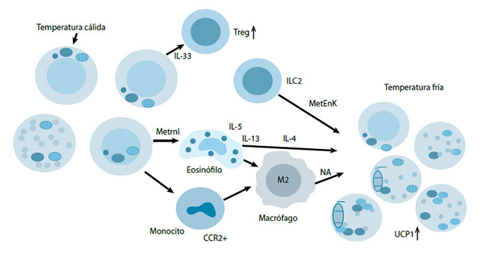 Figura 2. Remodelación del tejido adiposo blanco subcutáneo en adipocitos beige por acción inmunológica inducida por el frío. Las ILC2s son muy importantes en la transformación de los adipocitos blancos en adipocitos beige