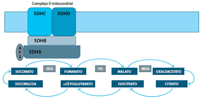 Figura 1. Complejo de la succinato deshidrogenasa