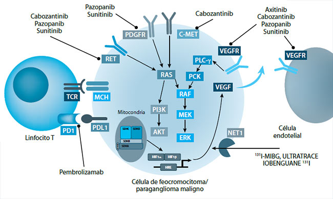 Figura 2. Opciones actuales y futuras para el feocromocitoma y paraganglioma con enfermedad metastásica