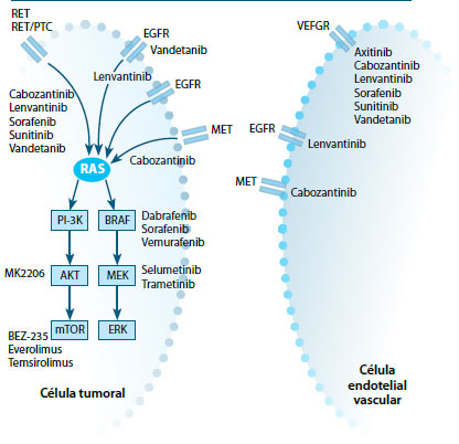 Figura 3. Inhibidores de la acción de las cinasas en las células tumorales y vasculares