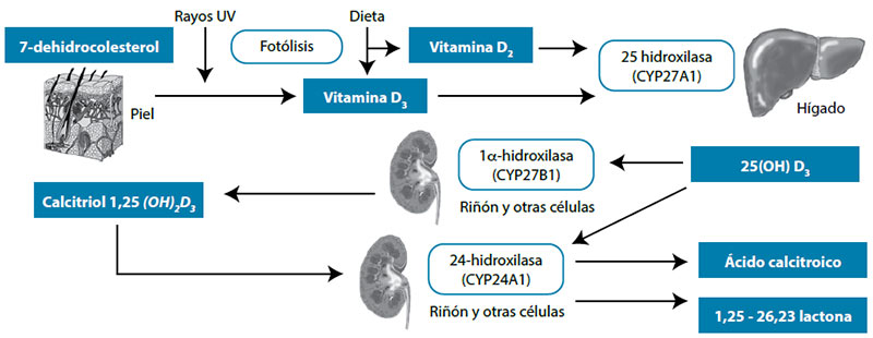 Figura 1. Metabolismo de la vitamina D