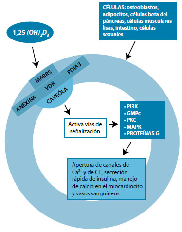 Figura 3. Vías no genómicas