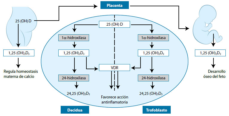Figura 4. Metabolismo de la vitamina D en la interfase materno placentaria