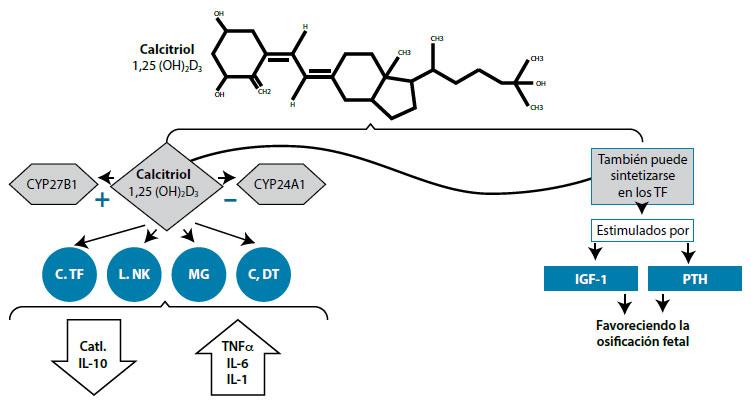 Figura 5. Papel de la vitamina D en el embarazo, con énfasis en la función inmune y la osificación fetal