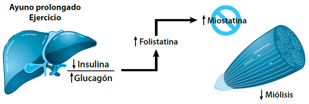 Figura 1. Mecanismo de regulación y fisiología en la secreción de folistatina
