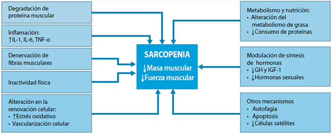 Figura 1. Etiología y fisiopatología de la sarcopenia(38)