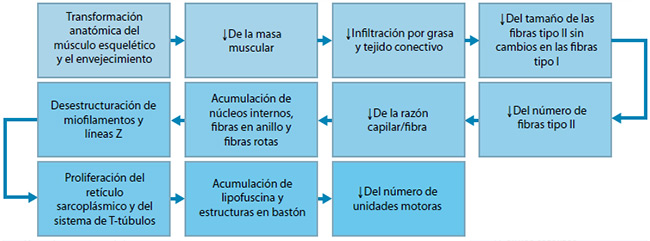 Figura 2. Resumen de la transformación anatómica del músculo esquelético y el envejecimiento(2)