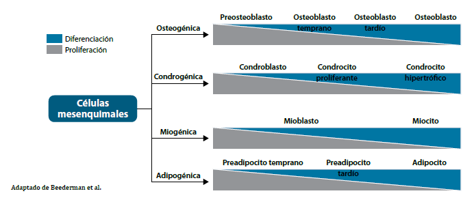 Figura 1. Diferenciación de las células mesenquimales multipotenciales