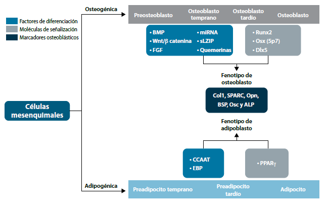 Figura 2. Factores de transcripción y moléculas de señalización asociados al desarrollo del osteoblasto y adipocito
