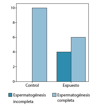 Figura 3. Presencia de espermatogénesis completa o