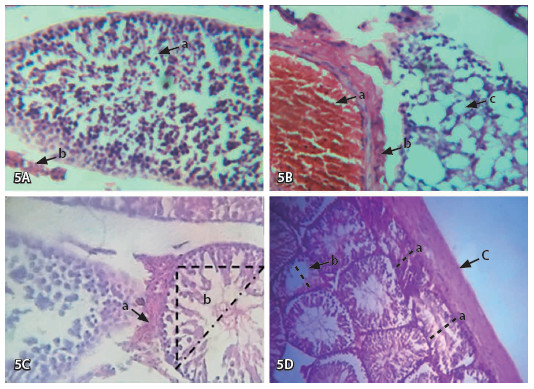 Figura 5. Cortes histológicos (tinción con hematoxilina-eosina) de testículos de las ratas del grupo expuesto con aumentos