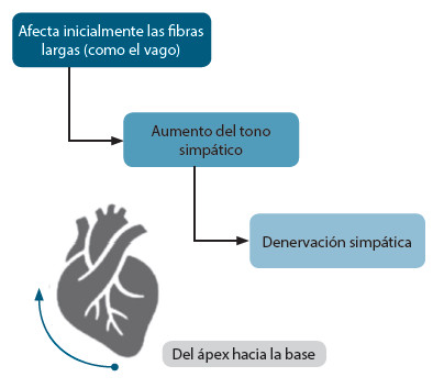Figura 1. Fisiopatología de la neuropatía autonómica