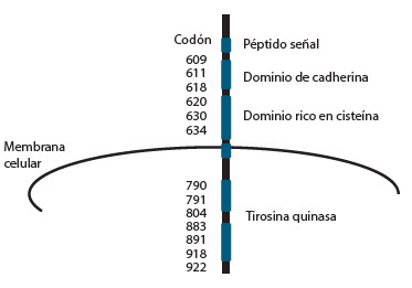 Figura 1. Esquema representativo del proto-oncogén RET