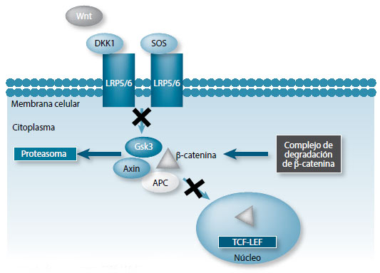 Figura 3 .Vía de señalización Wnt /β-catenina: vía inactiva