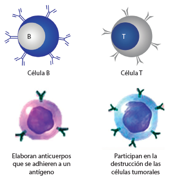 Figura 4. Células T y B.