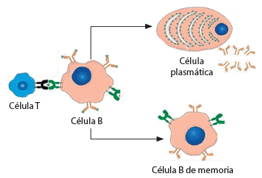Figura 6. Activación de los linfocitos B y producción de