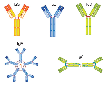 Figura 7. Tipos de anticuerpos (IgM, IgG, IgD, IgA e IgE).