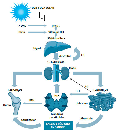 Figura 1. Producción cutánea de vitamina D y su metabolismo. Durante la exposición solar el 7-dehidrocolesterol (7-DHC) en la piel absorbe la radiación solar UVB